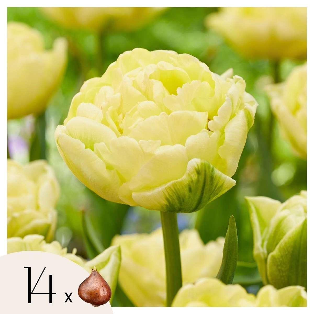 Tulipa 'Avant Garde' - Set van 14 - Tulp - Geel