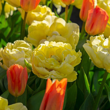 Tulipa 'Avant Garde' - Set van 21 - Tulp - Geel