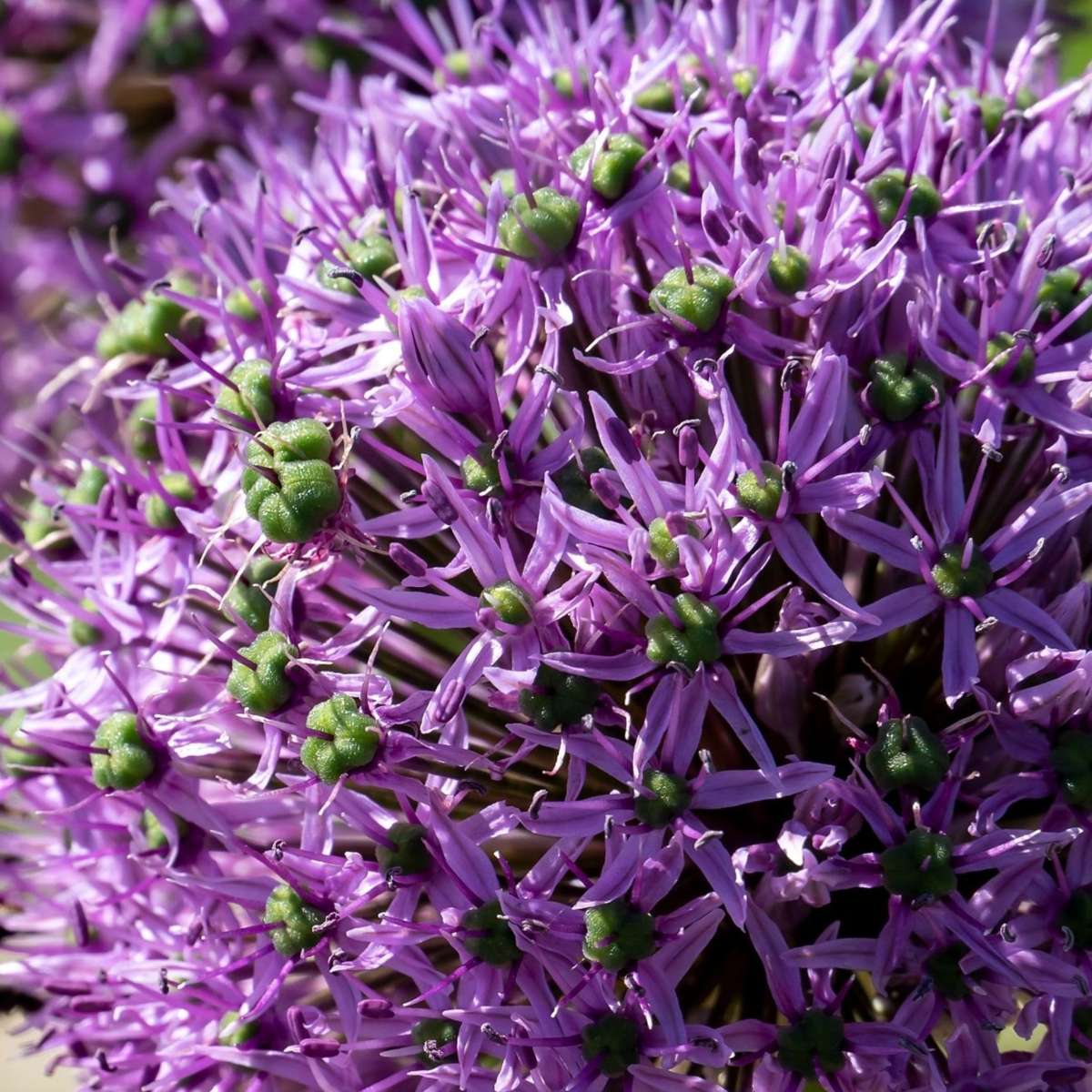 Allium Gladiator - Set van 16 - Sierui bloembollen