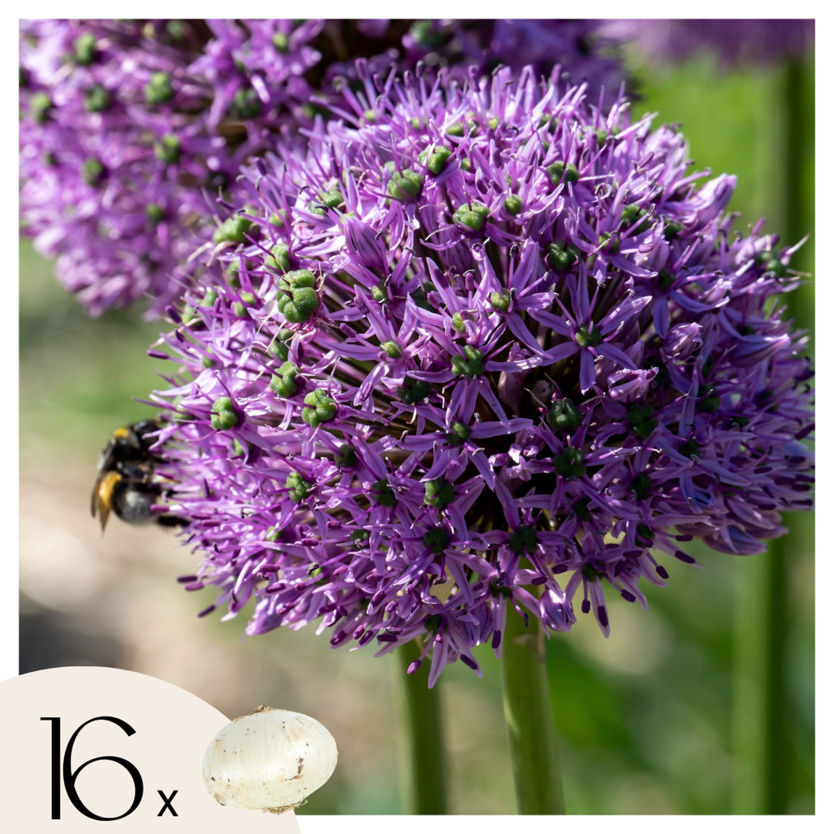 Allium Gladiator - Set van 16 - Sierui bloembollen