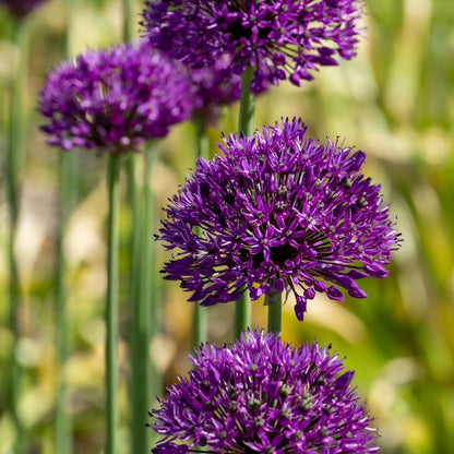 Allium Purple Sensation - Set van 30 - Bloembollen