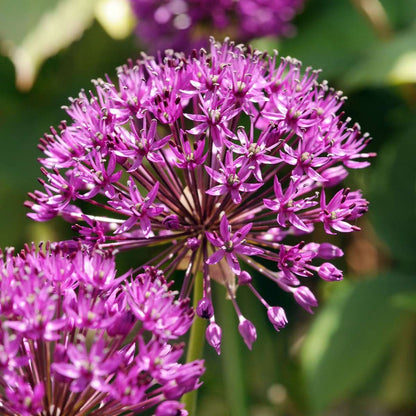 Allium Purple Sensation - Set van 60 - Bloembollen