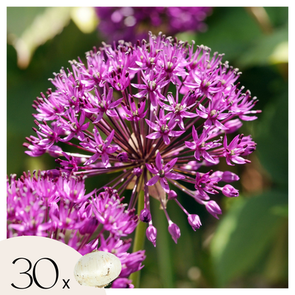 Allium Purple Sensation - Set van 30 - Bloembollen