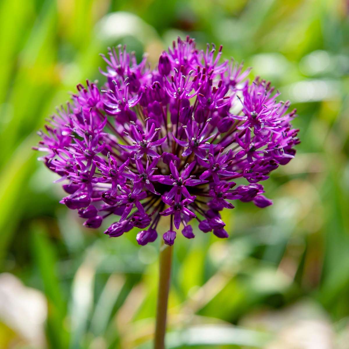 Allium Purple Sensation - Set van 30 - Bloembollen