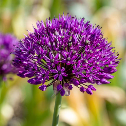 Allium Purple Sensation - Set van 60 - Bloembollen