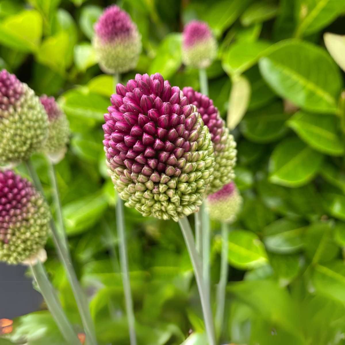 Allium Sphaerocephalon - x100 - Trommelstok - Bloembollen