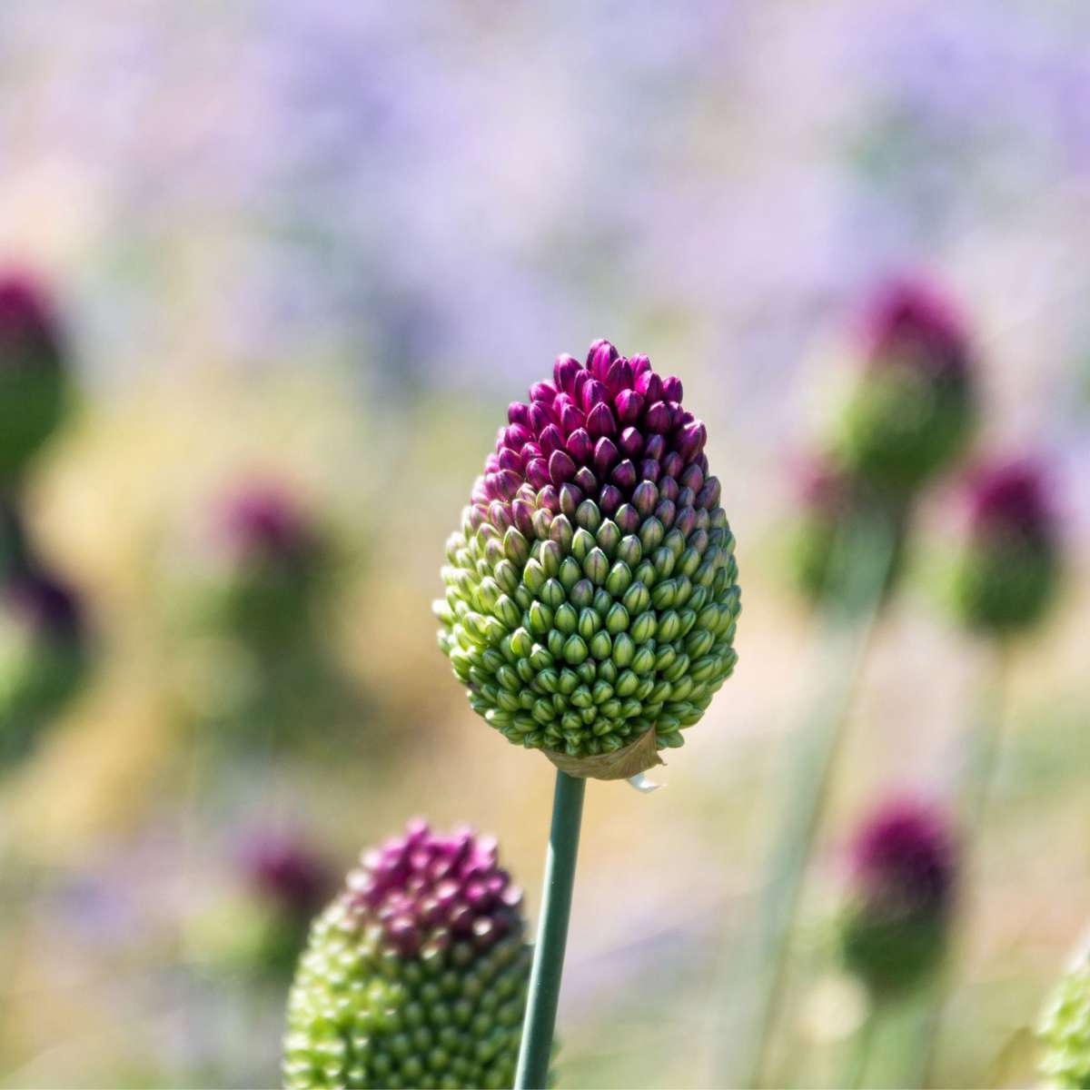 Allium Sphaerocephalon - x100 - Trommelstok - Bloembollen