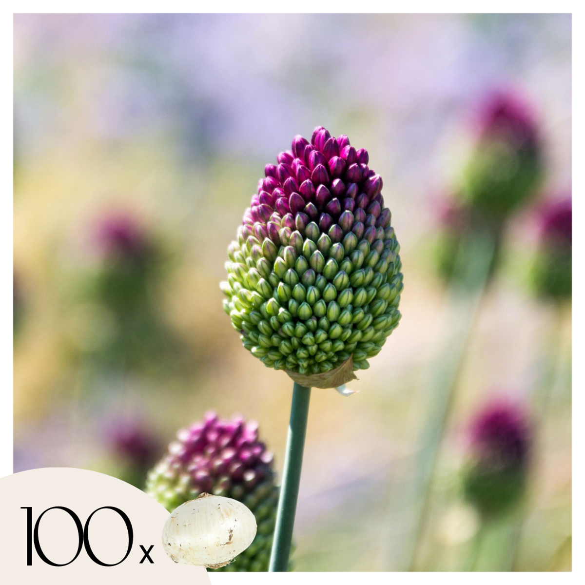 Allium Sphaerocephalon - x100 - Trommelstok - Bloembollen