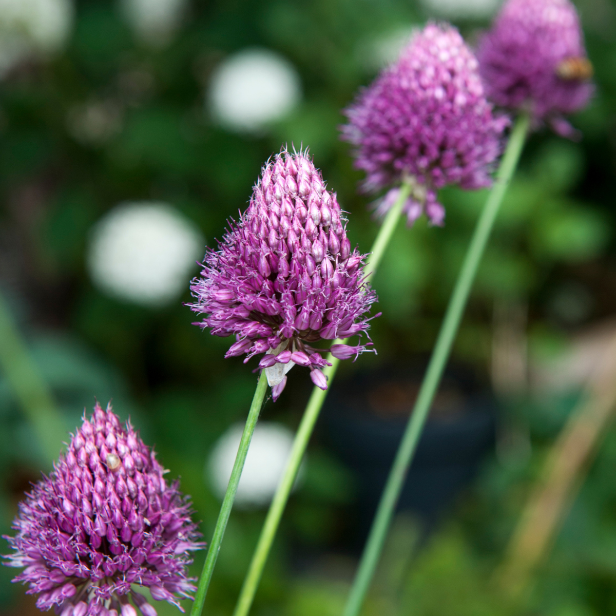 Allium Sphaerocephalon - x100 - Trommelstok - Bloembollen