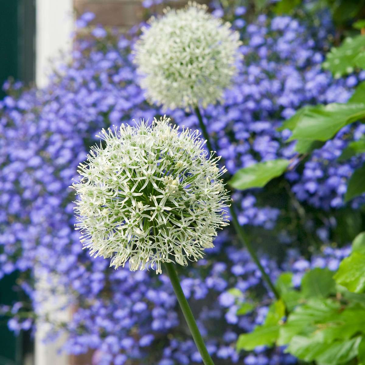 Allium Mount Everest - Bloembollen - Set van 6 - Wit