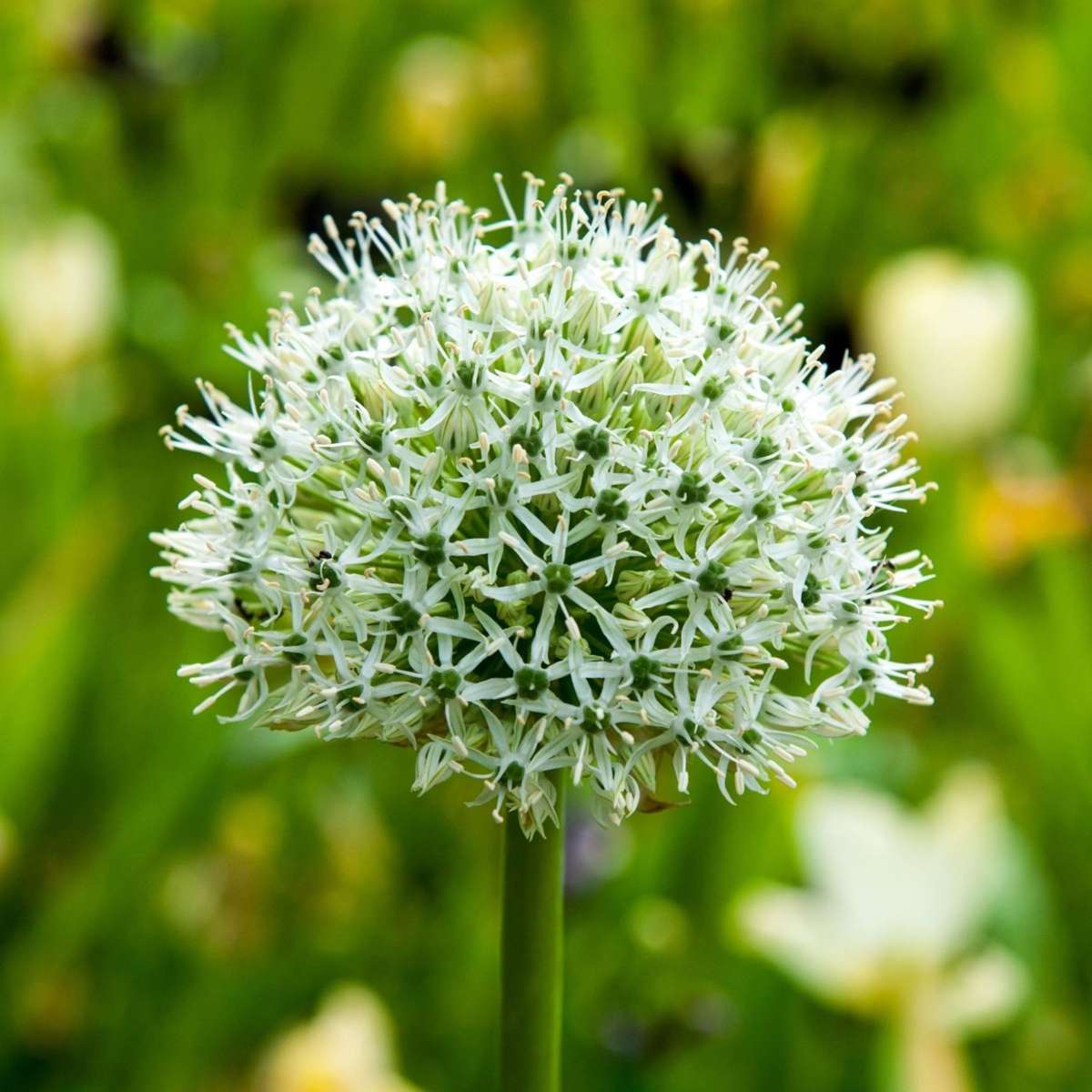 Allium Mount Everest - Bloembollen - Set van 3 - Wit