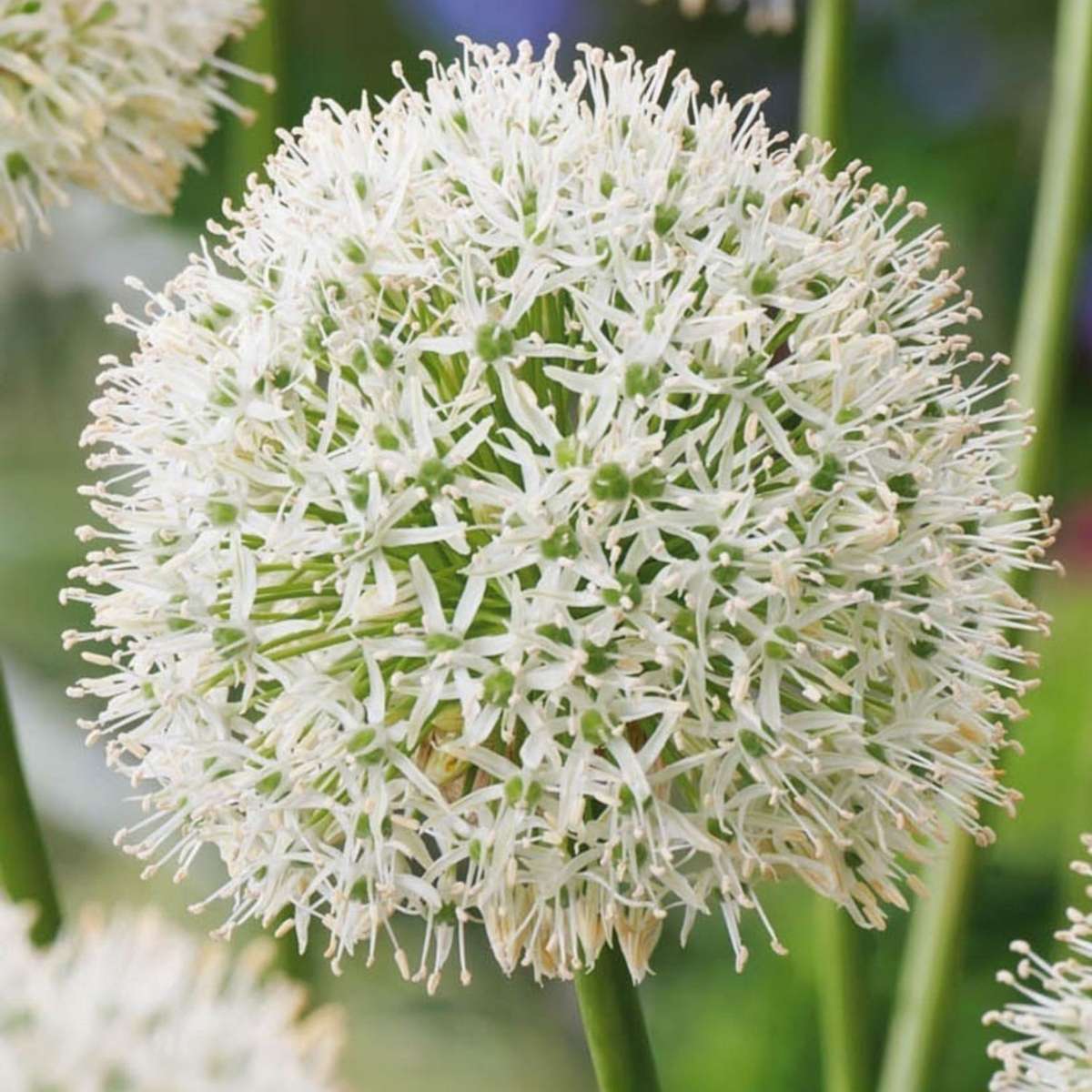 Allium Mount Everest - Bloembollen - Set van 3 - Wit