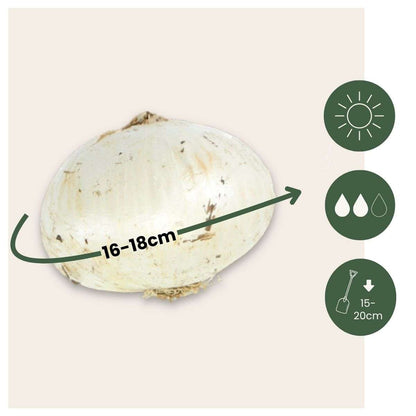 Allium Mount Everest - Bloembollen - Set van 3 - Wit