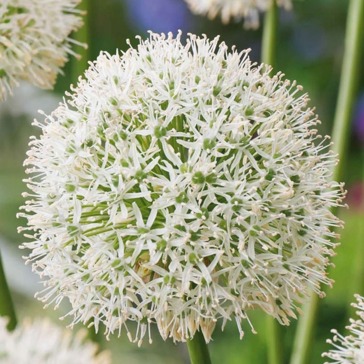 Allium Mount Everest - Bloembollen - Set van 6 - Wit