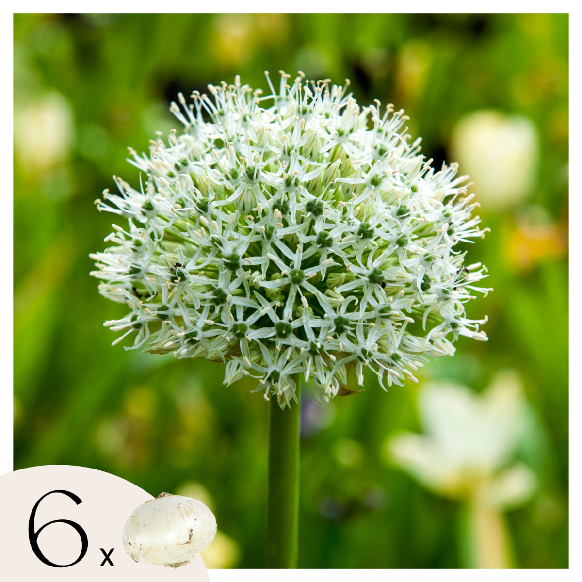 Allium Mount Everest - Bloembollen - Set van 6 - Wit