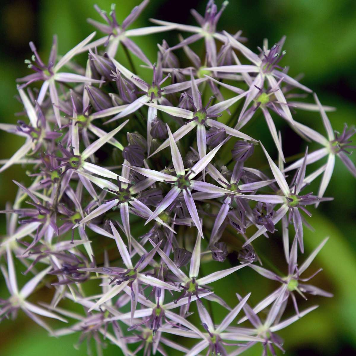 Allium Christophii - Set van 30 - Bloembollen - Sierui paars