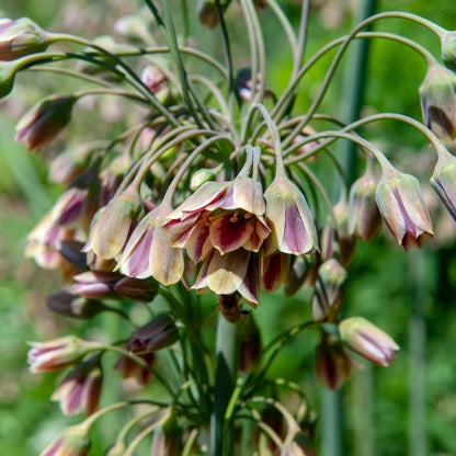 Allium Nectaroscordum Siculum - Set van 30 - Bloembollen