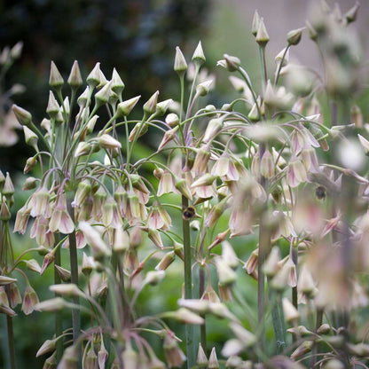 Allium Nectaroscordum Siculum - Set van 30 - Bloembollen