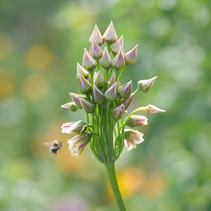 Allium Nectaroscordum Siculum - Set van 30 - Bloembollen