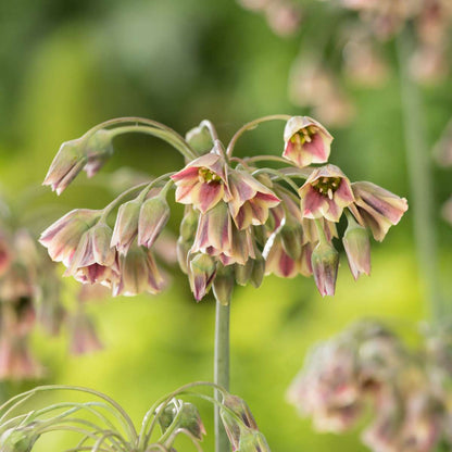 Allium Nectaroscordum Siculum - Set van 30 - Bloembollen