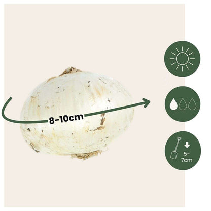 Allium Nectaroscordum Siculum - Set van 30 - Bloembollen