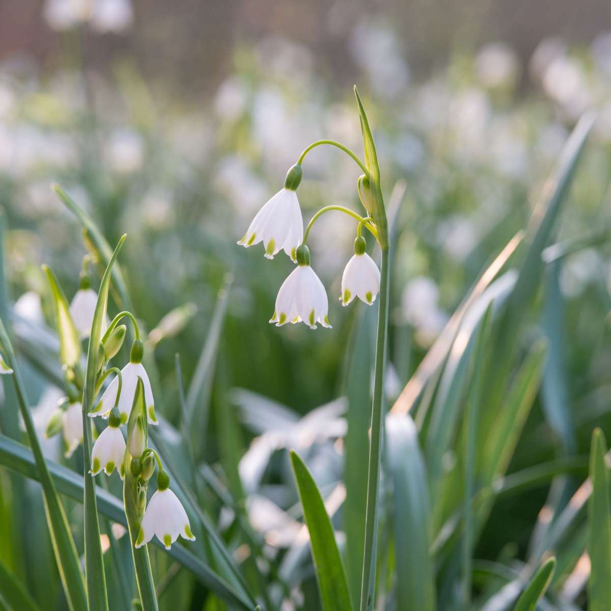 Leucojum Aestivum - x40 - Zomerklokje - Bloembollen
