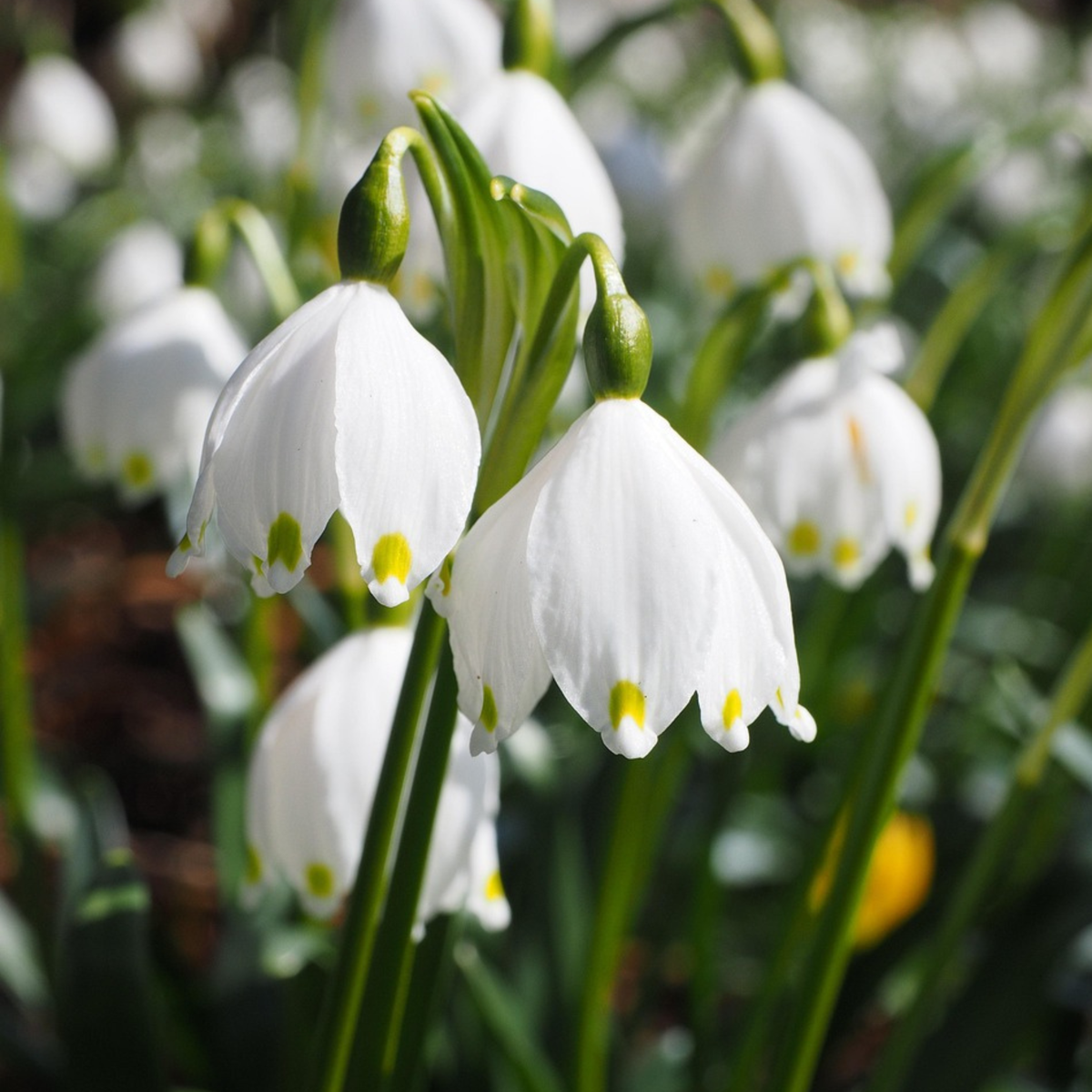 Leucojum Aestivum - x40 - Zomerklokje - Bloembollen