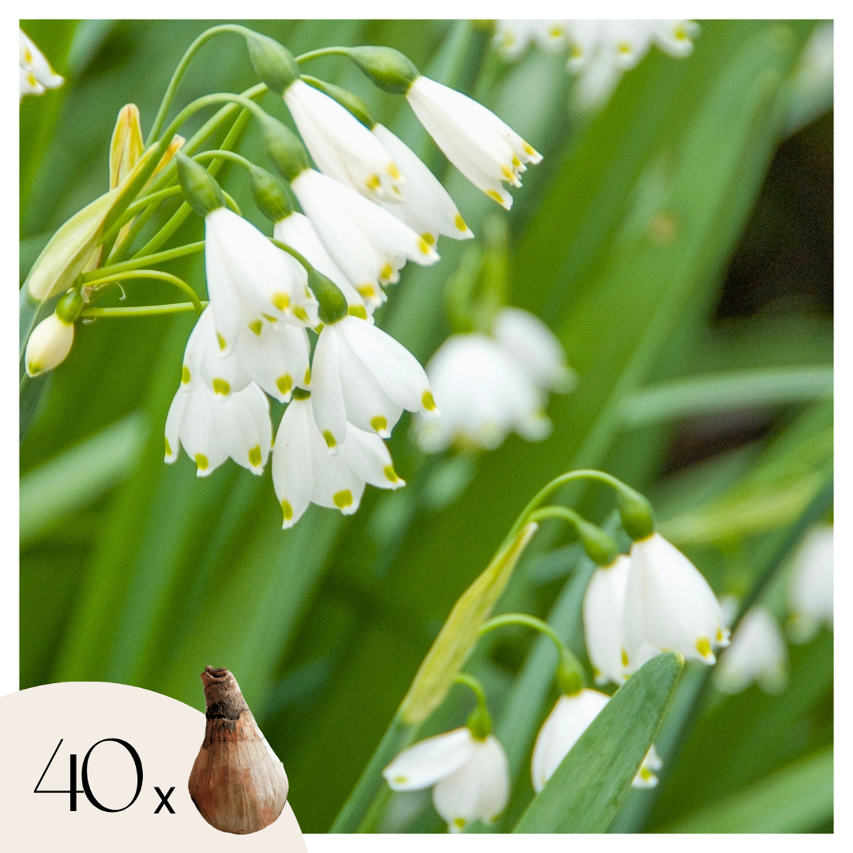 Leucojum Aestivum - x40 - Zomerklokje - Bloembollen