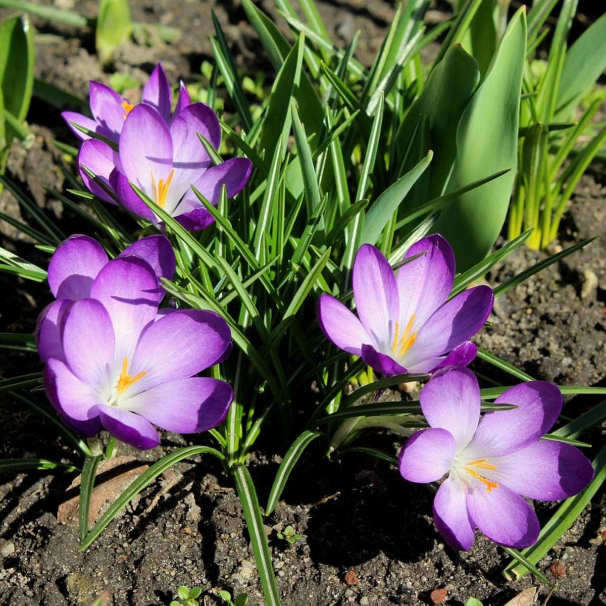 Crocus Ruby Giant - Set van 100 - Krokusbollen