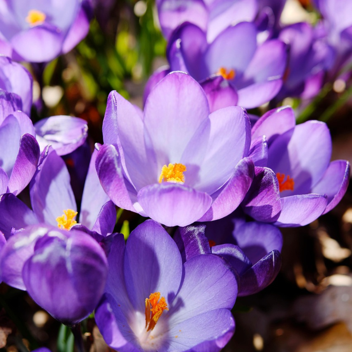 Crocus Ruby Giant - Set van 100 - Krokusbollen