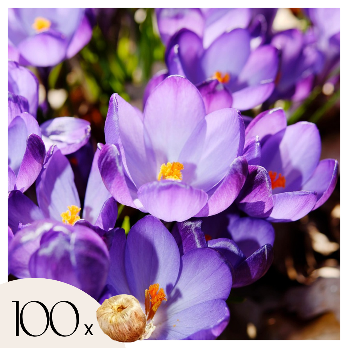 Crocus Ruby Giant - Set van 100 - Krokusbollen