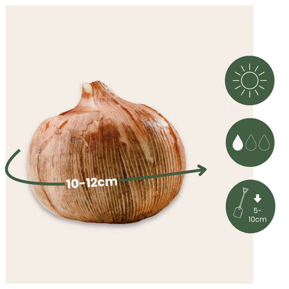 Crocus Ruby Giant - Set van 100 - Krokusbollen