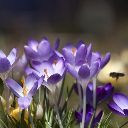 Crocus Ruby Giant - Set van 200 - Krokusbollen