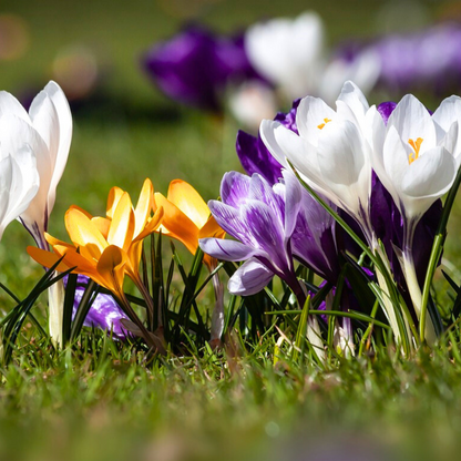 Krokusmix - Set van 30 - Bloembollen