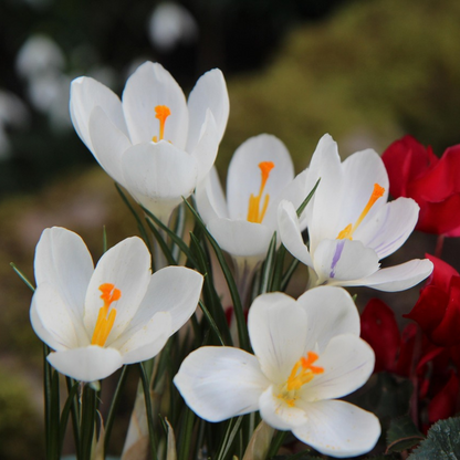 Krokus wit - Set van 30 - Bloembollen