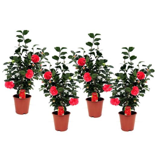 Camellia Japonica - Set van 4 - Japanse roos