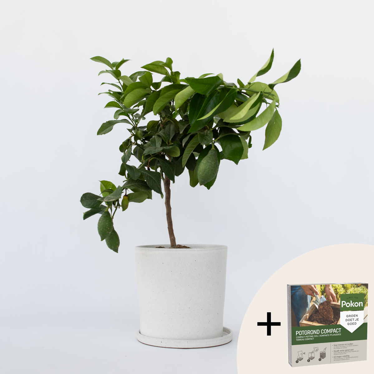 Citrus limon - Citroenboom - Met potgrond