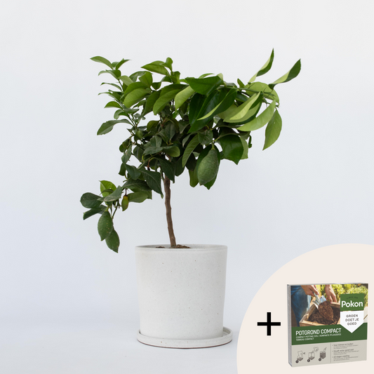 Citrus limon - Citroenboom - Met potgrond