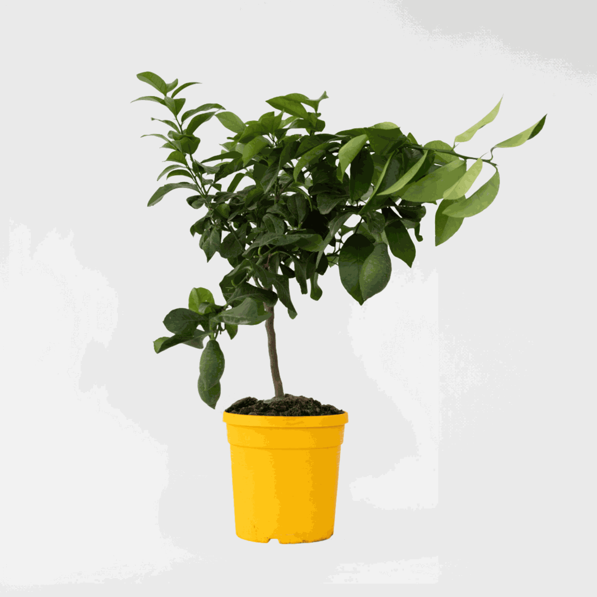 Citrus limon - Citroenboom