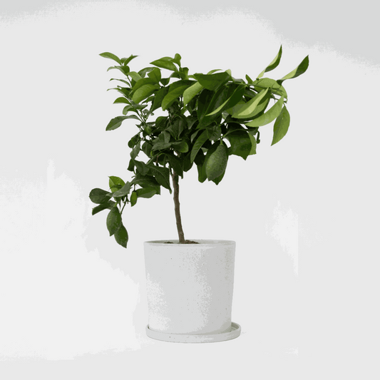 Citrus limon - Citroenboom
