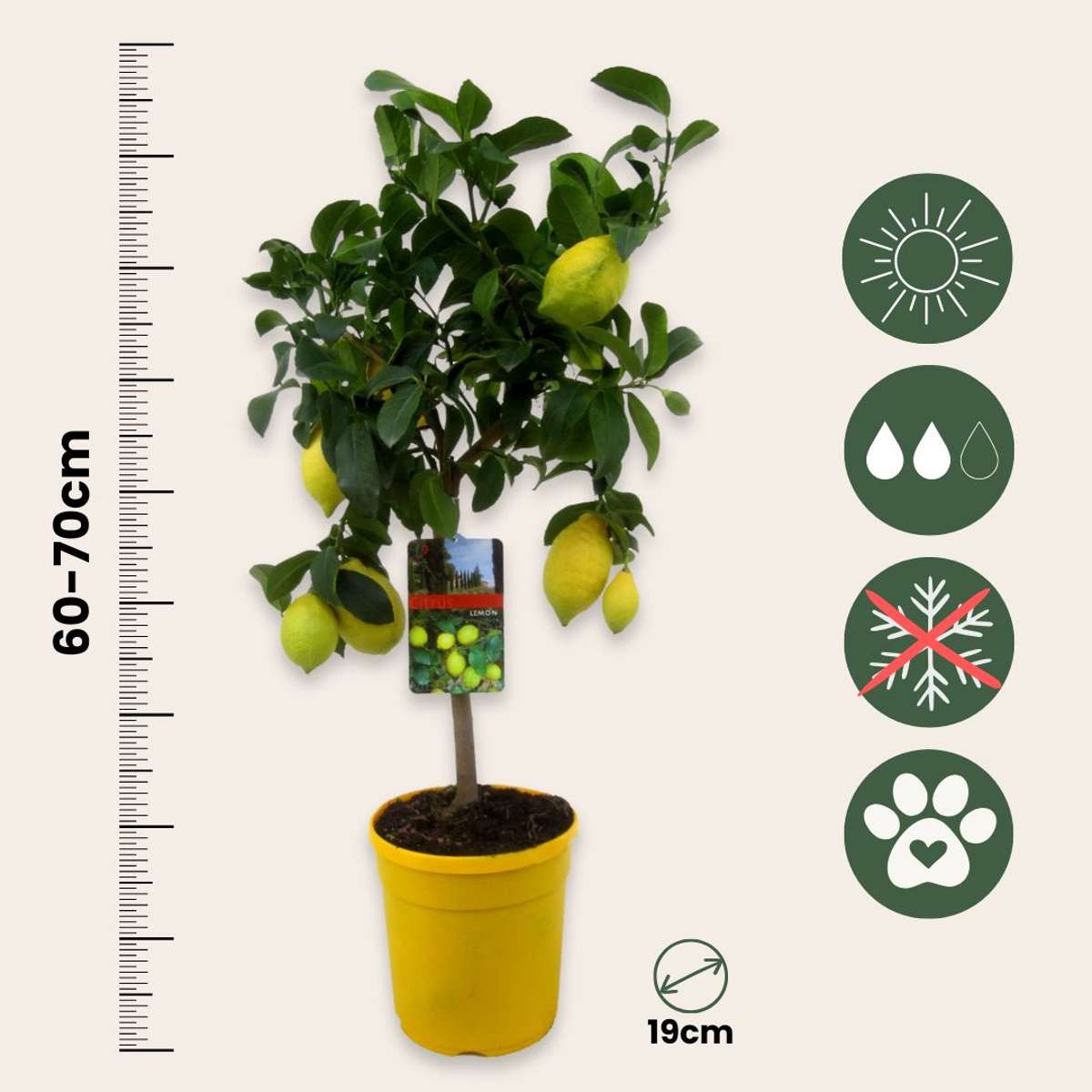 Citrus limon - Citroenboom - Met potgrond