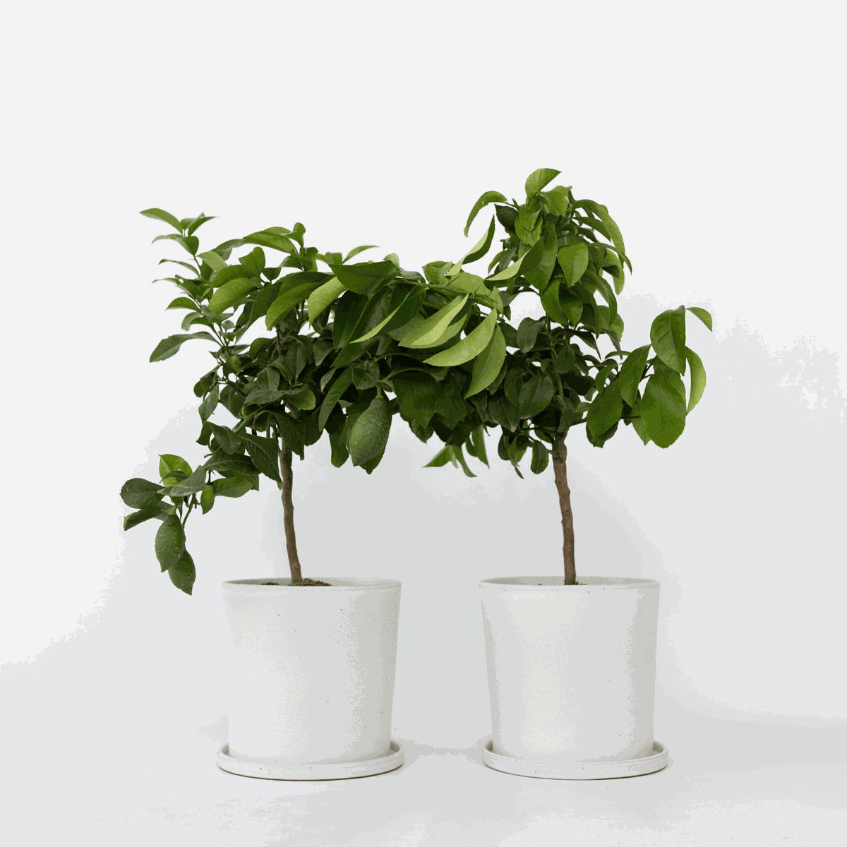 Citrus limon - Citroenboom - Set van 2