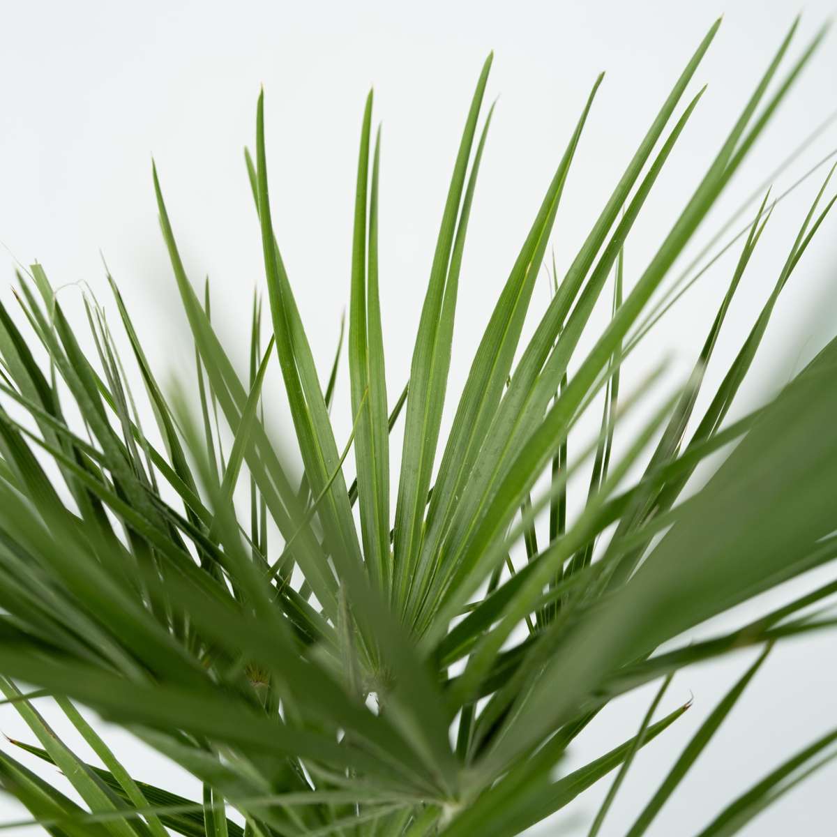 Chamaerops humilis - Inclusief plantenvoeding