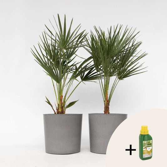 Chamaerops humilis - Set van 2 - Inclusief plantenvoeding