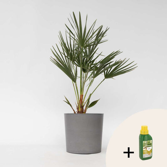 Chamaerops humilis - Inclusief plantenvoeding