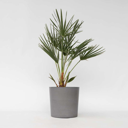 Chamaerops humilis - Europese Dwergpalm