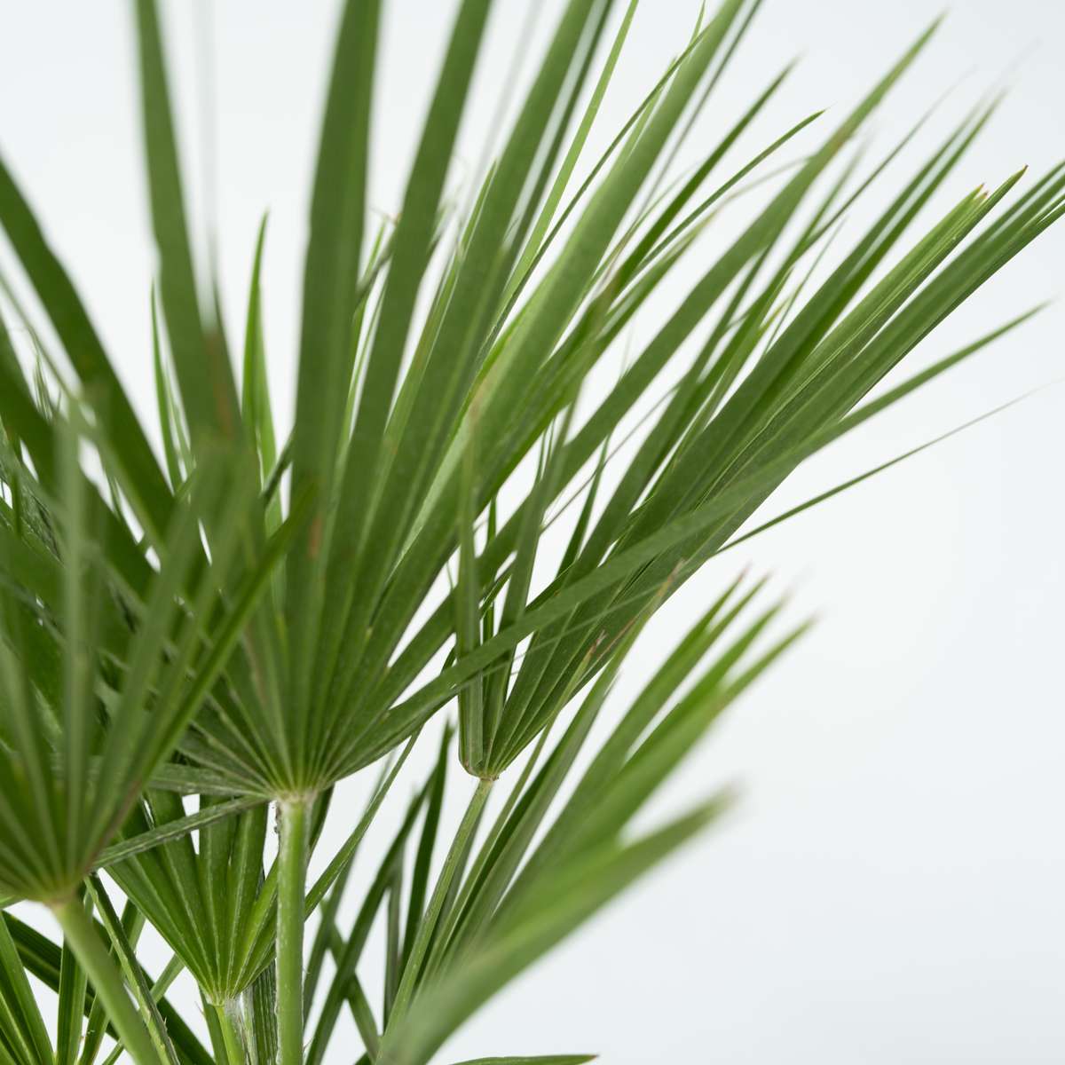Chamaerops humilis - Set van 2 - Inclusief plantenvoeding