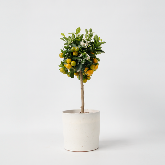 Citrus Calamondin - Citrusboom