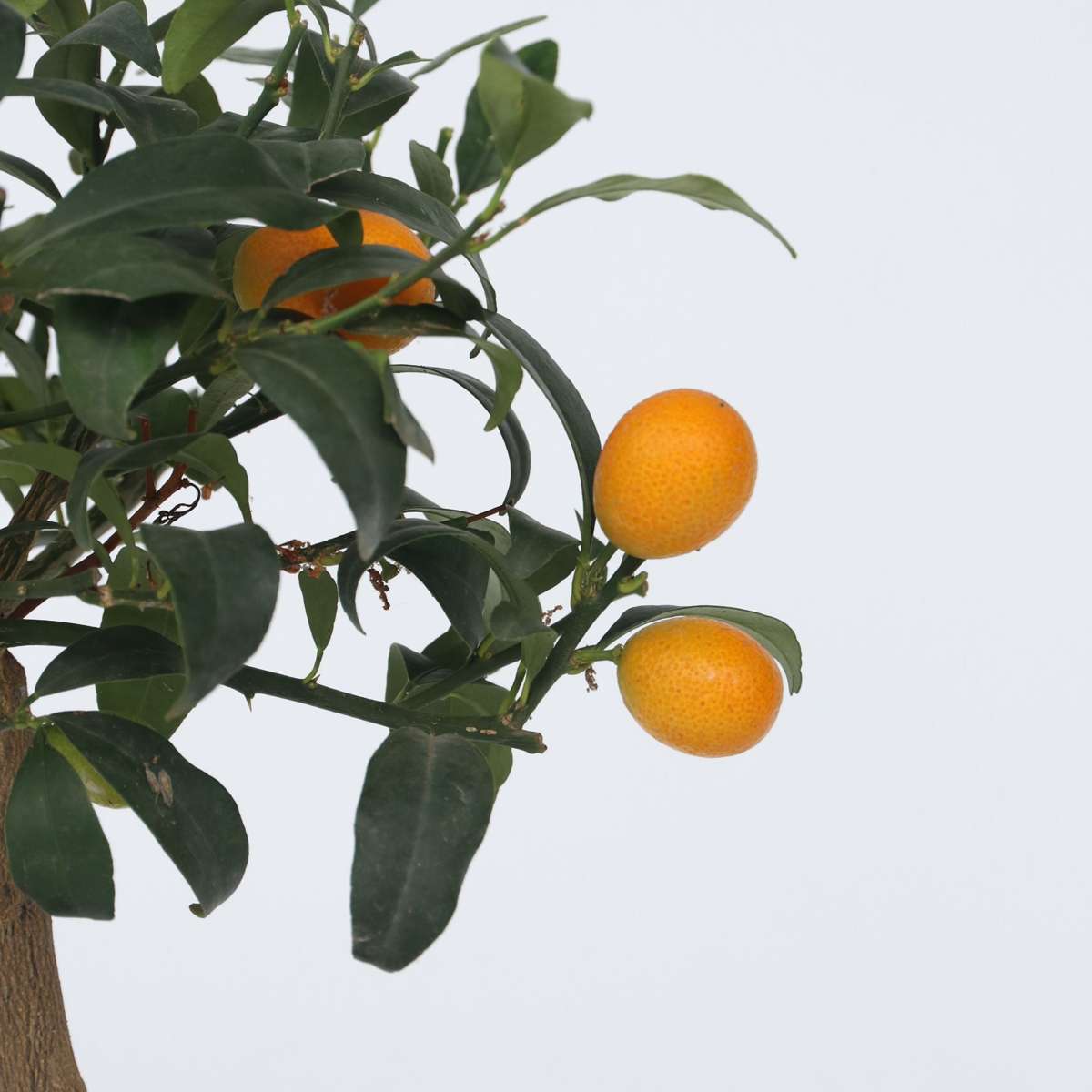 Citrus Kumquat - Dwergsinasappel