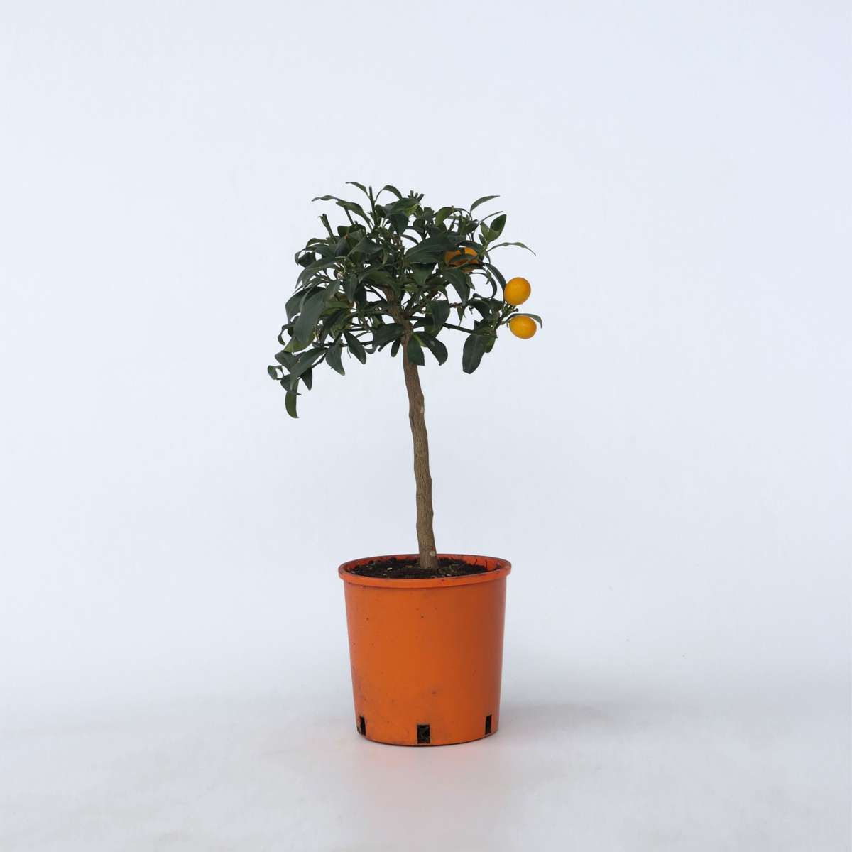 Citrus Kumquat - Dwergsinasappel